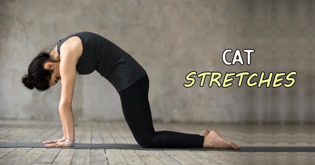 cat stretch exercise for pain rehab