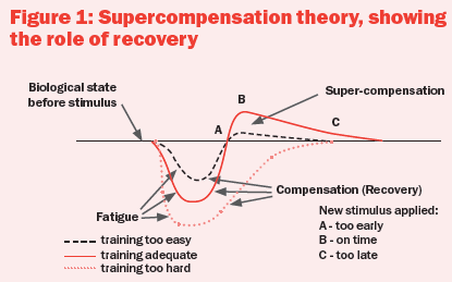 supercompensation theory
