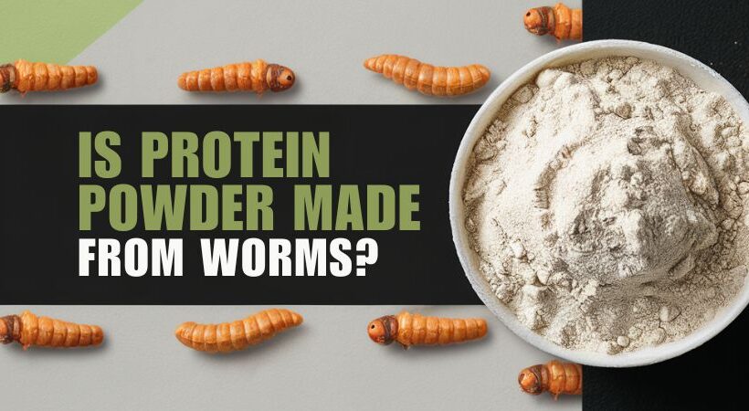 ARE PROTEIN POWDER MADE FROM WORMS